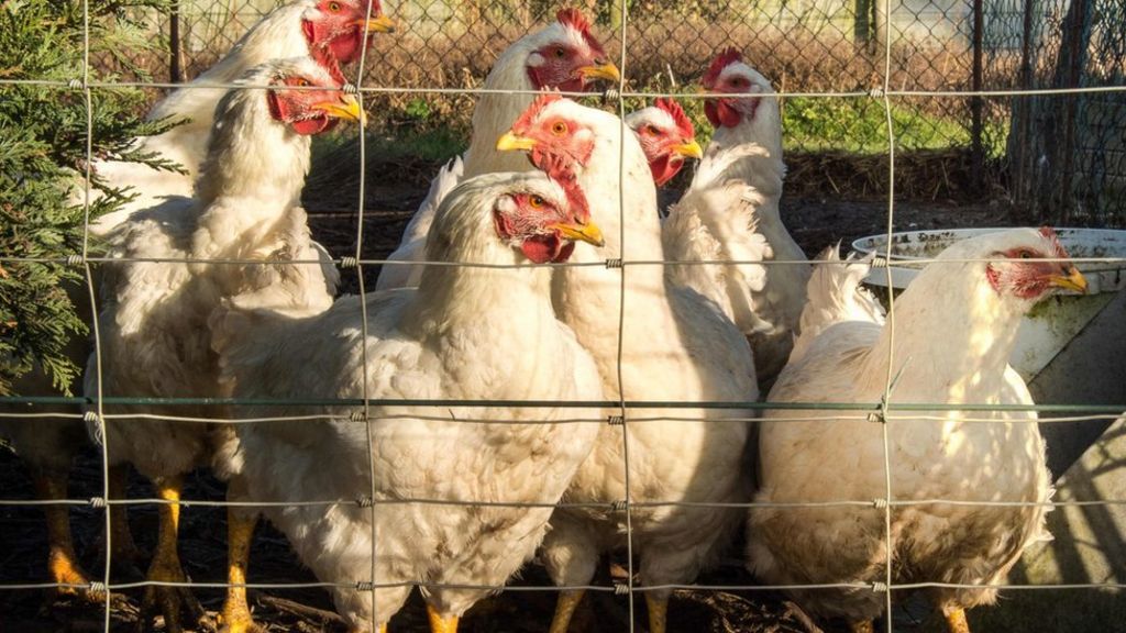 Northern Ireland precautions against avian flu extended