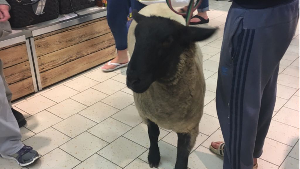 Supermarket sheep: Animal causes stir in Lidl