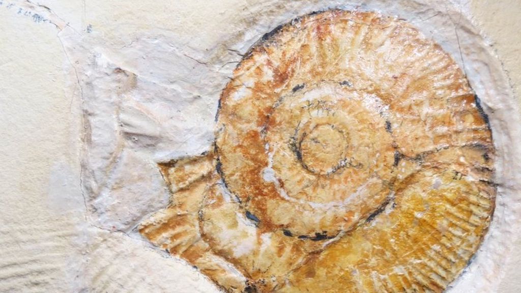 Rare ammonite 'death drag' fossil discovered
