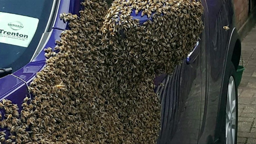 Bee swarm swamps car in Hull