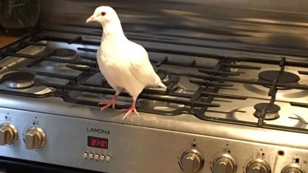 Home hunt for human-company craving dove