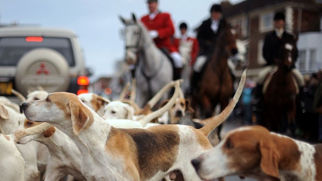 May Drops Plans For Fox Hunting Vote BBC News    99494725 Fc1123a2 4afb 4557 9963 A582d4db2c0e 