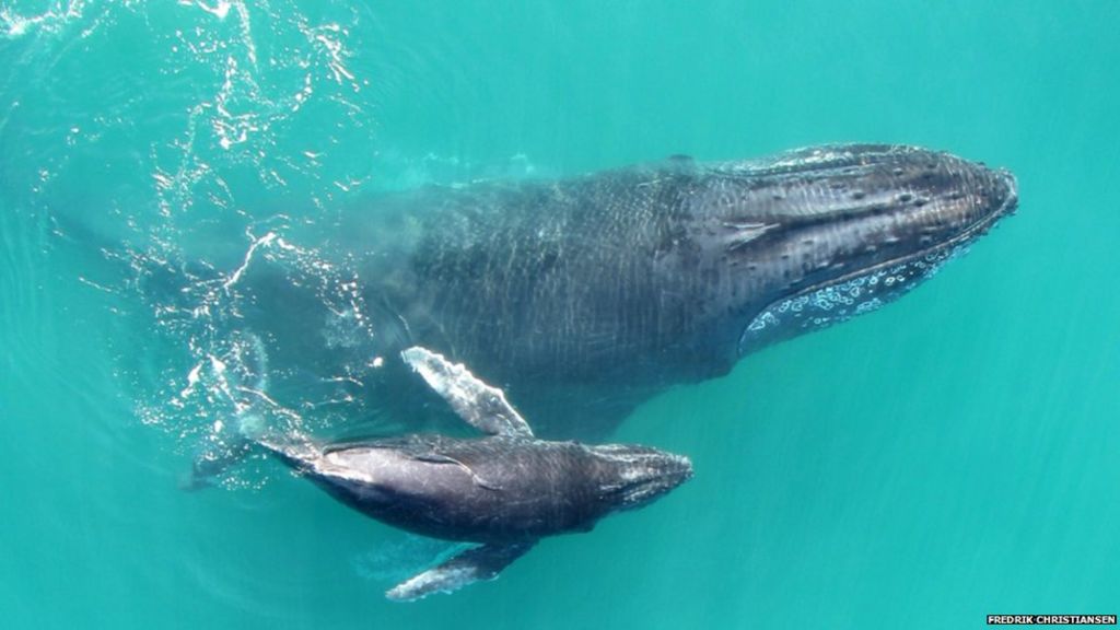 Baby humpback whales 'whisper' to mums to avoid predators