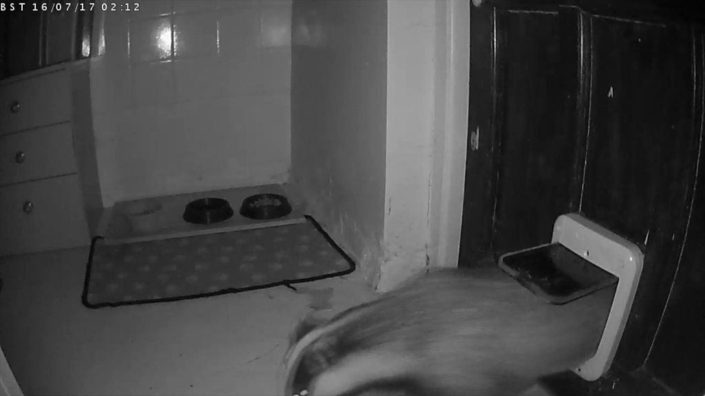 Thieving badger pops through cat flap