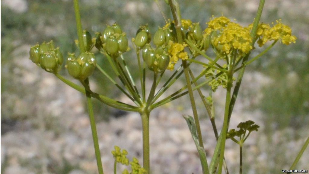 Treasure trove of new plant discoveries revealed