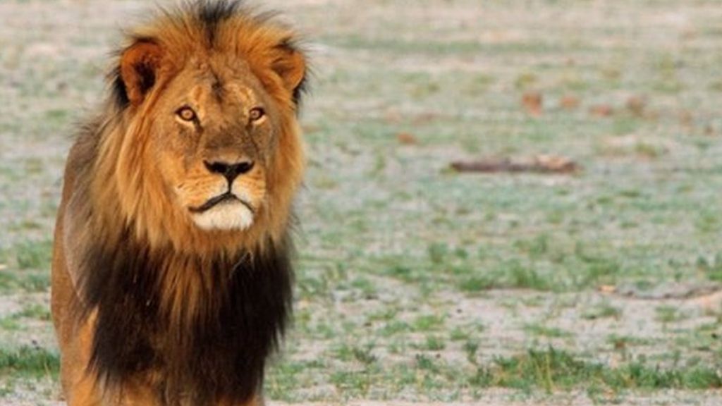 Zimbabwe's 'iconic' lion Cecil killed by hunter - BBC News