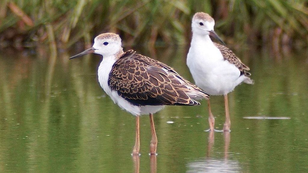 Black-winged stilts: Record year for UK breeding