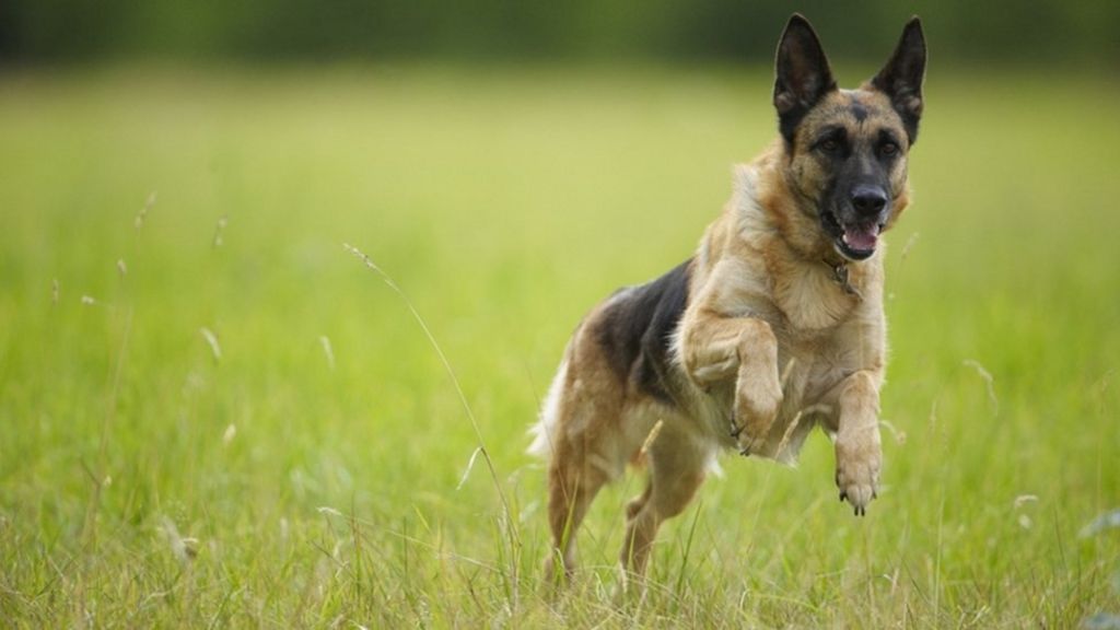 ticks found on one third of dogs researchers say bbc news ticks found on one third of dogs researchers say bbc news