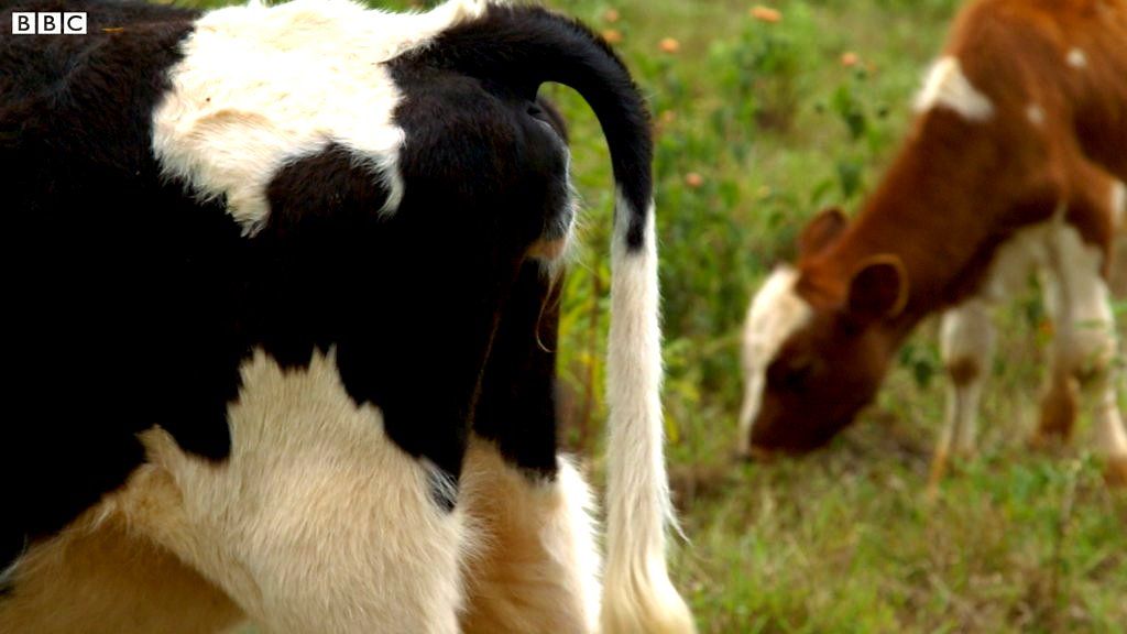 The farmer helping to cut cow farts