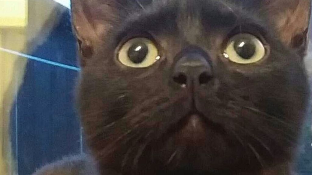 Cat in Lancashire shot six times with airgun loses leg