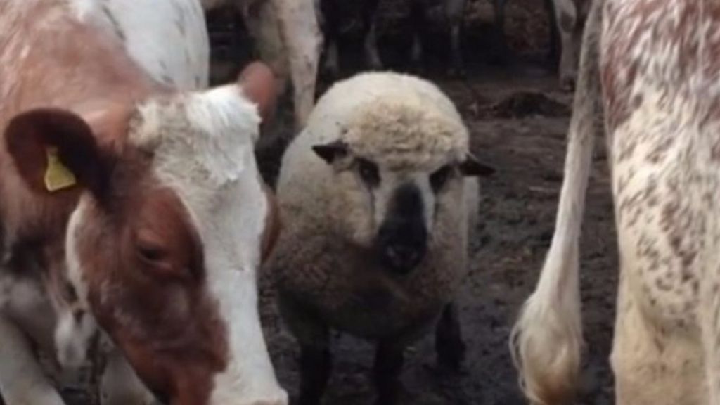 Lancashire ram 'thinks he is a cow'