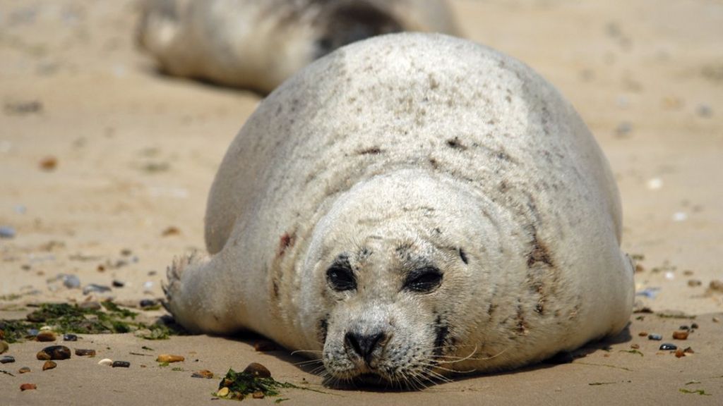 Busy shipping lanes could cause 'seal hearing loss'