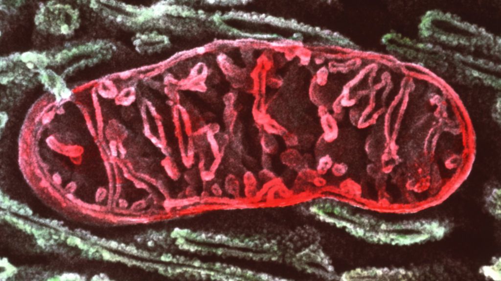 Mitochondria Real Life Example