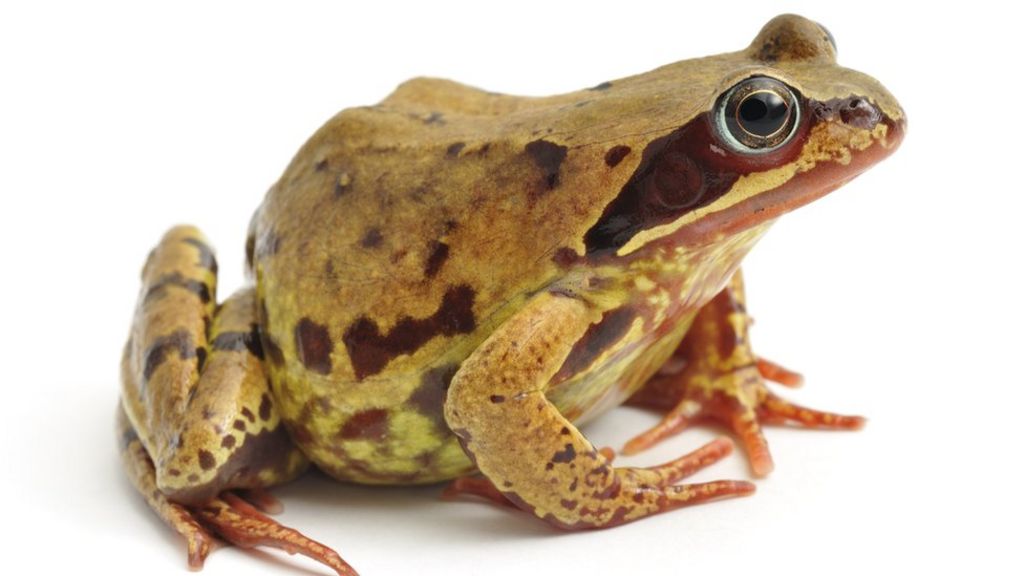 wade england frog