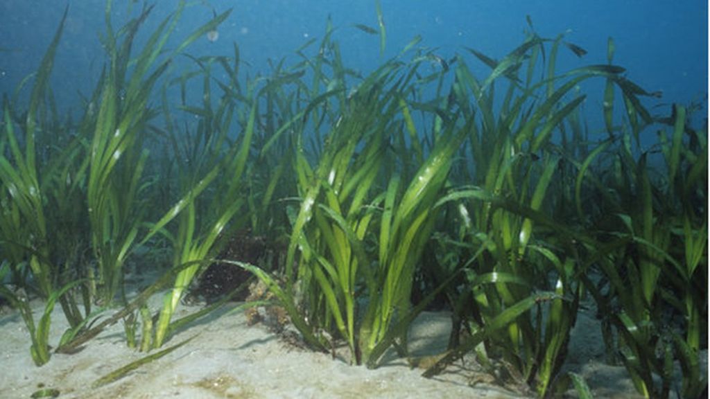 best-of-bmt-seagrass-habitat-restoration