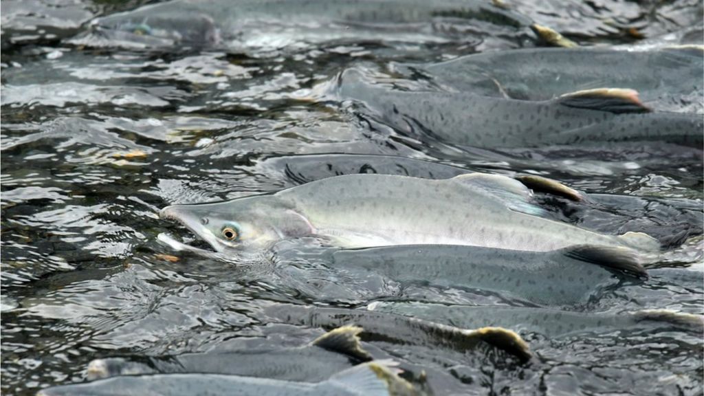Pink Salmon warning after species found in Irish rivers