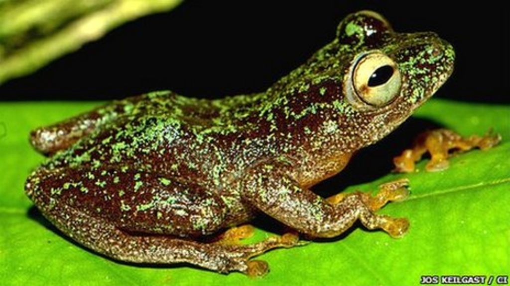 'Lost' frogs found after decades BBC News