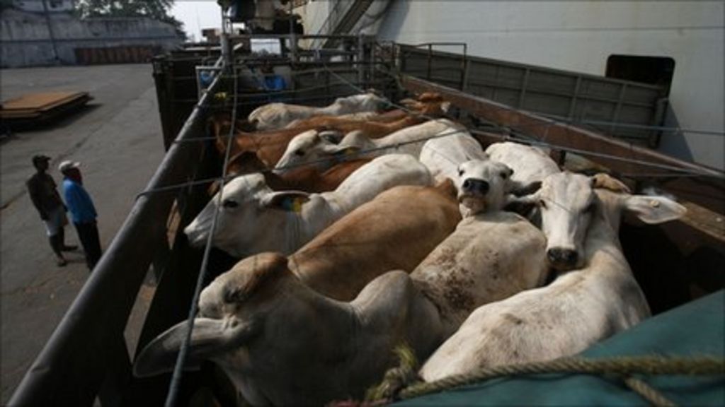 Australia bans all live cattle exports to Indonesia BBC News