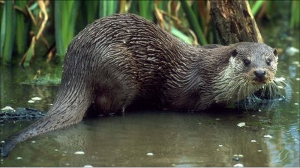 Otters return to every county in England - BBC News