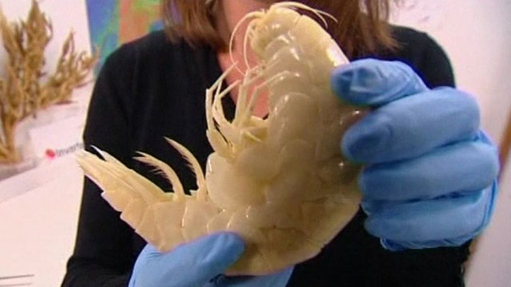 Supergiant crustacean found in deepest ocean