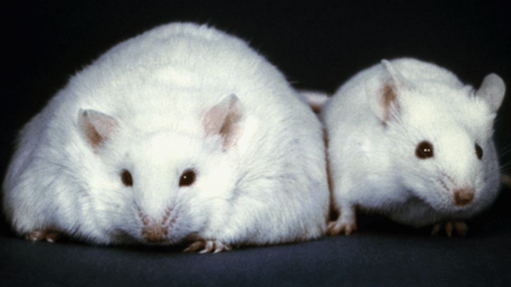 Obesity gene's role revealed in mice study - BBC News