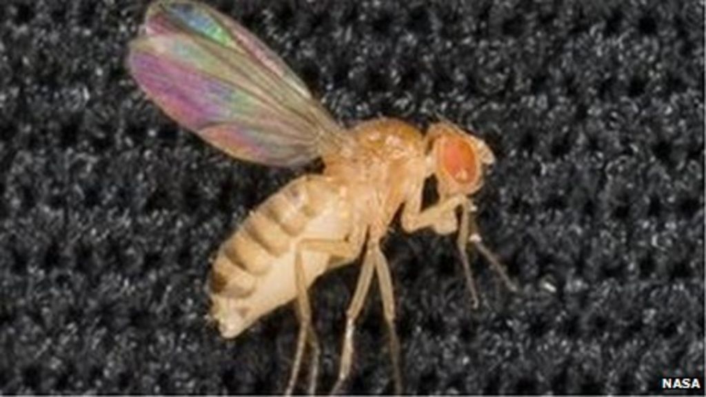 The mutant fruit flies that tell us about human disease BBC News