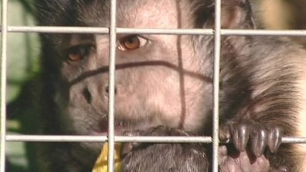 should-monkeys-be-kept-as-pets-bbc-news