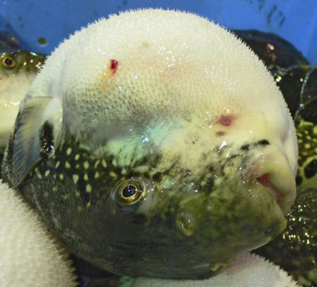 Fugu The fish more poisonous than cyanide BBC News