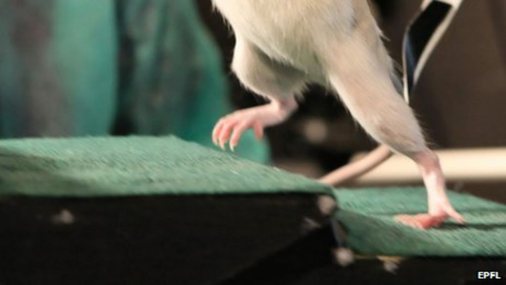 Paralysed rats 'learn to walk' BBC News