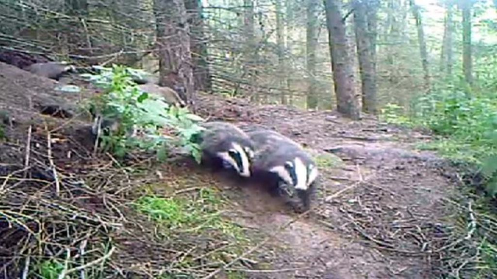 Footage of baby badgers at play - BBC News