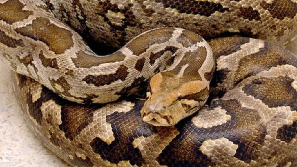 Mystery disease tying snakes up in knots - BBC News