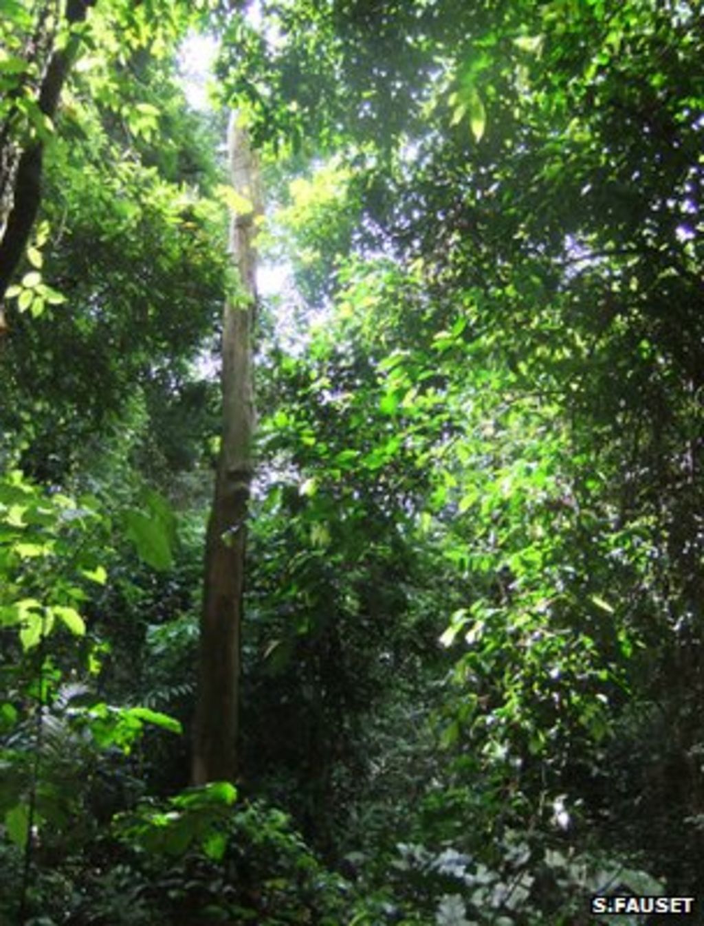 West Africa forest biomass 'on rise despite drought' - BBC News