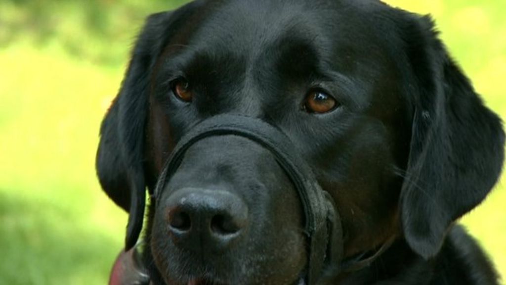 Dog attacks on guide dogs show marked increase BBC News