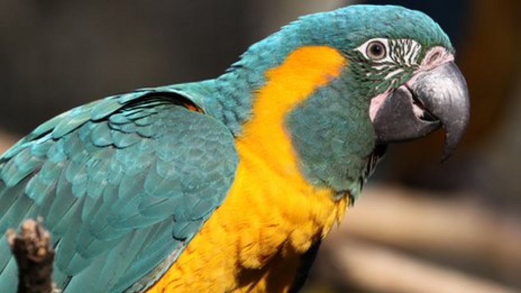 Rare macaws bred in Cornwall to be flown to Bolivia - BBC News