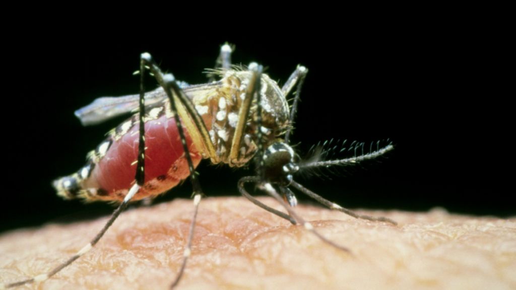 Yellow fever vaccine shortage leads to travel warning - BBC News