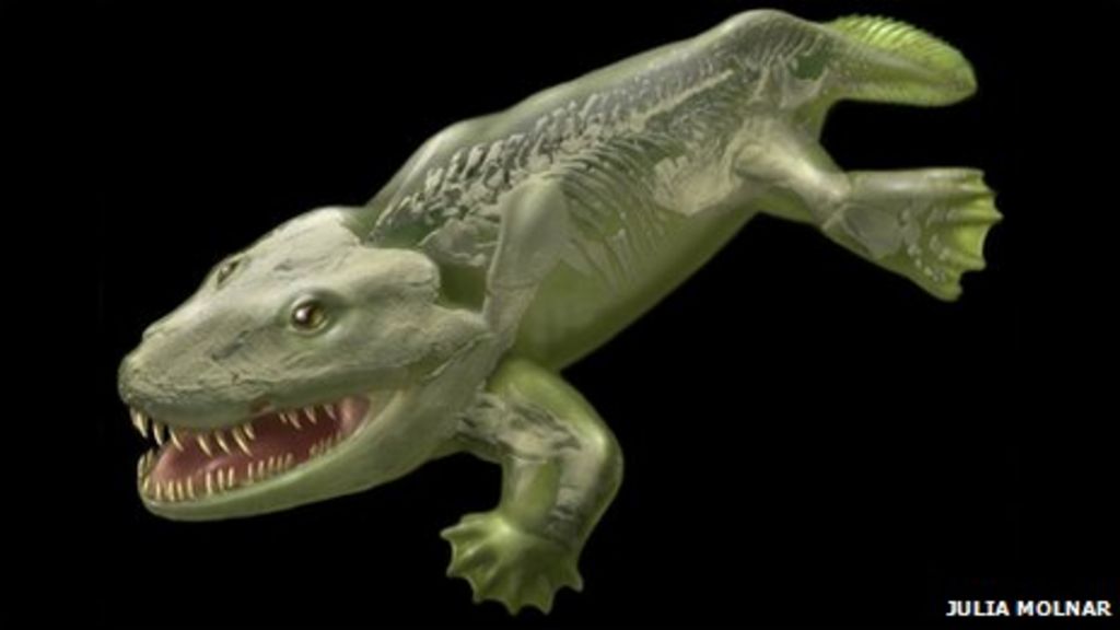 Tetrapod anatomy: Backbone back-to-front in early animals - BBC News