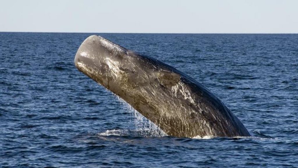 Whale vomit 'extraordinarily valuable' BBC News