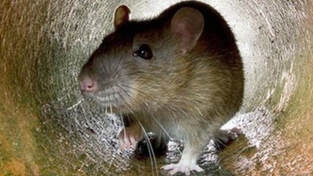 Rat infection: North Wales owner catches hantavirus - BBC News