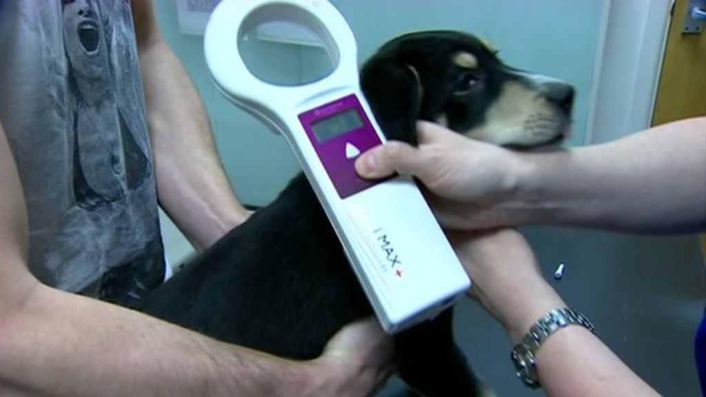 Dogs in England must be microchipped from 2016 BBC News