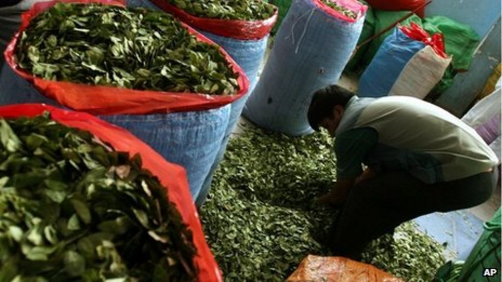Colombia�s Farc proposes legal coca and marijuana crops