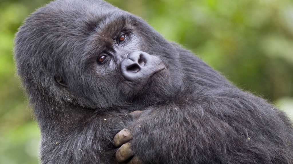 Why do radiologists miss dancing gorillas? - BBC News