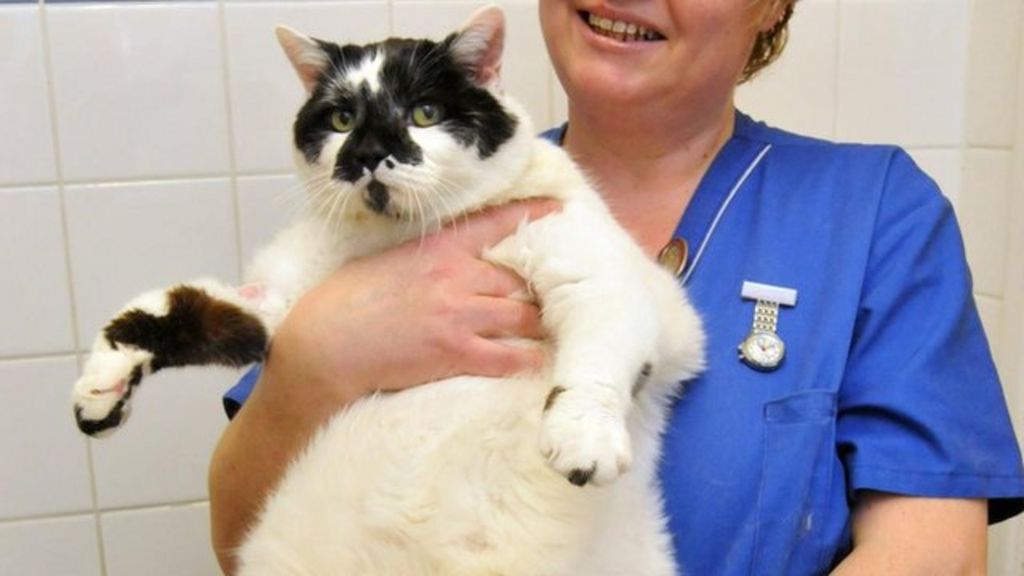 Fat cats: Health problems for overweight pets - BBC News