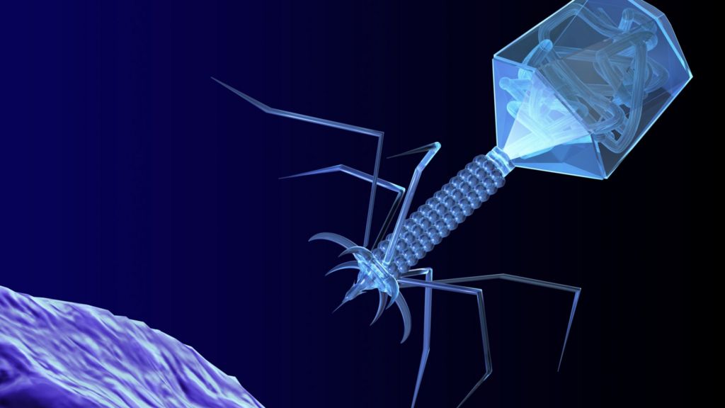 phages-may-be-key-in-bacteria-battle-bbc-news