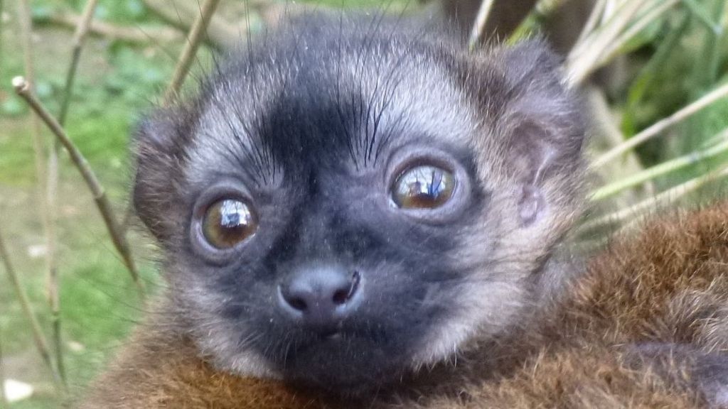 Linton Zoo celebrates rare whitecollared lemur birth BBC News