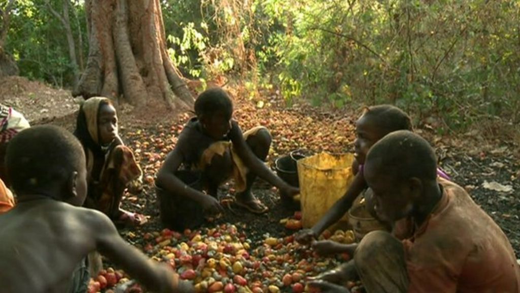 Could Cashew Nuts Help To Eradicate Poverty In Senegal Bbc News 0760