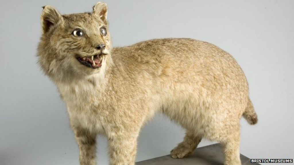 Big Cat Canadian Lynx Was On The Loose In Uk In 1903