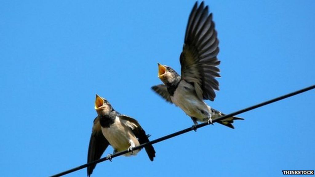 the-surprising-uses-for-birdsong-bbc-news