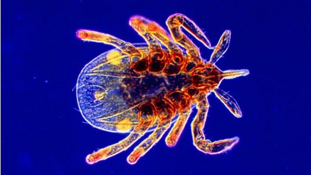 How do you contract Lyme disease?