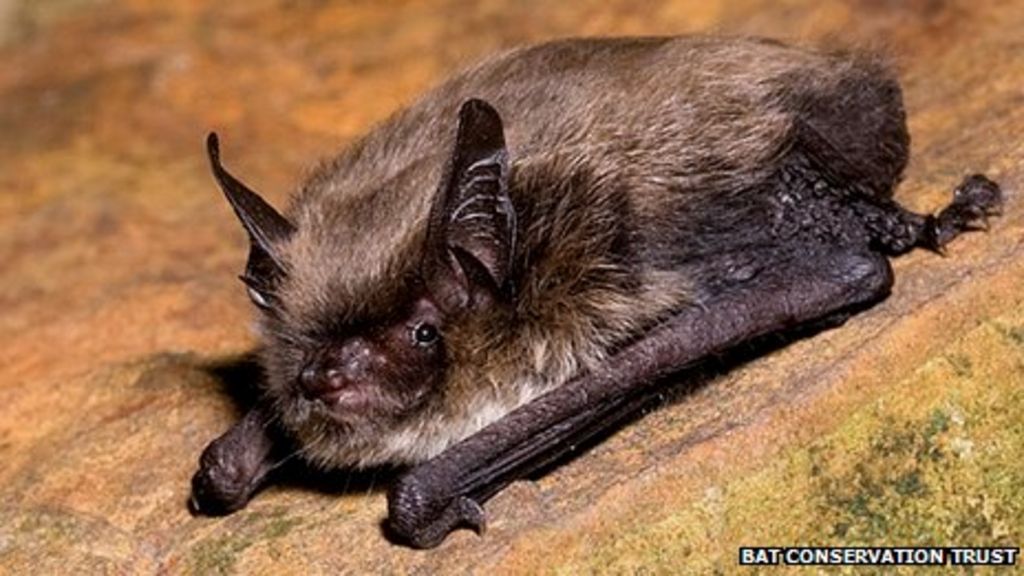 Norfolk Bat Survey: BTO research indicates new species - BBC News