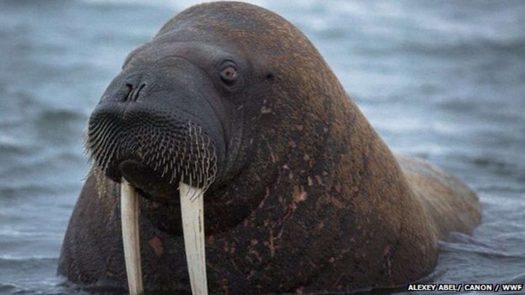 Russias Arctic Laptev Walrus Bbc News 7116